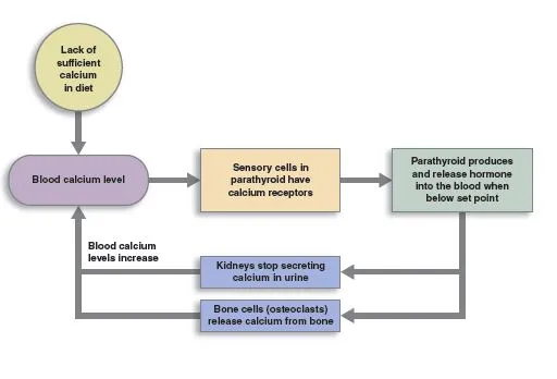 Feedback loop restoring blood calcium levels