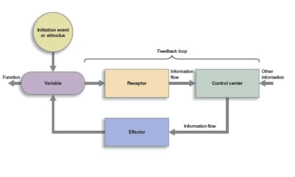 Generic feedback loop diagram showing receptor, comparator, and effector