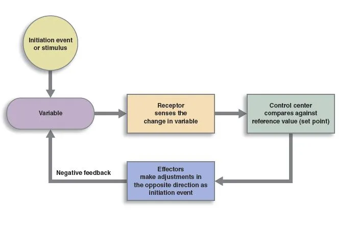 Negative feedback loop diagram