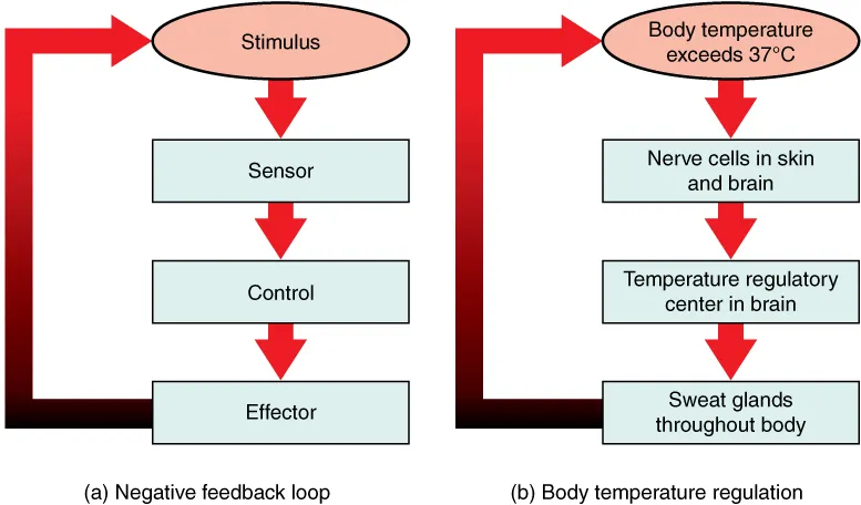 Negative feedback loop showing receptor, control center, and effector with the body-temperature example