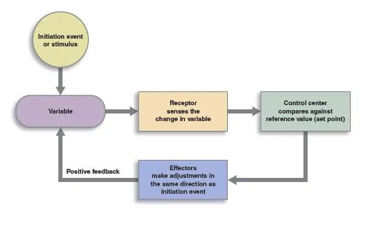 Positive feedback loop diagram